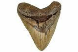 Fossil Megalodon Tooth - North Carolina #255285-1